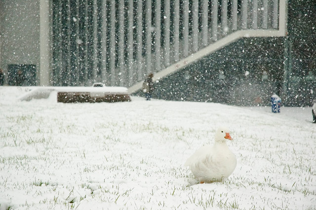 Snow Goose